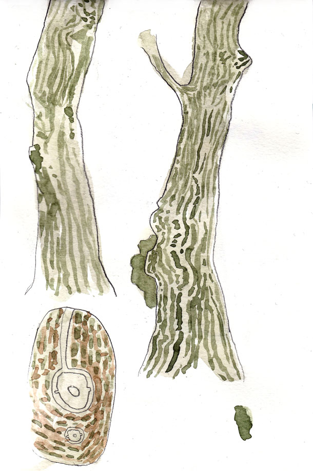 Tree Watercolour 1